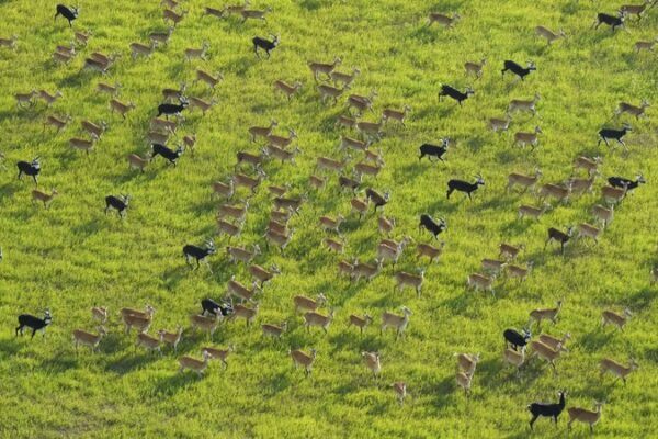 South Sudan’s Antelopes Begin Migration Amid Rising Poaching Concerns South Sudan's Antelopes Begin Migration Amid Rising Poaching Concerns