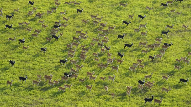 South_Sudans_Antelopes_Begin_Migration_Amid_Rising_Poaching_Concerns - Khabar Asia South Sudan's Antelopes Begin Migration Amid Rising Poaching Concerns