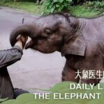 Southwest China's 'Elephant Dad': The Inspiring Journey of Elephant Doctor Bao Mingwei video poster