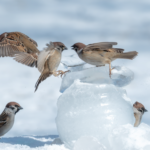 Sparrows_Frolic_in_First_Snowfall_at_Daqing_Park_in_Northeast_China - Khabar Asia Sparrows Frolic in First Snowfall at Daqing Park in Northeast China