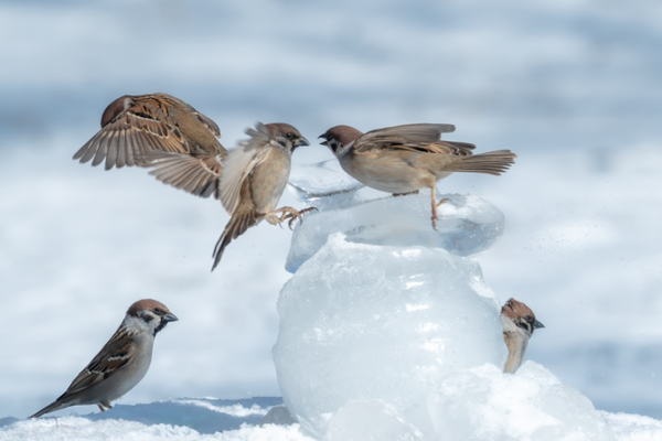 Sparrows Frolic in First Snowfall at Daqing Park in Northeast China Sparrows Frolic in First Snowfall at Daqing Park in Northeast China