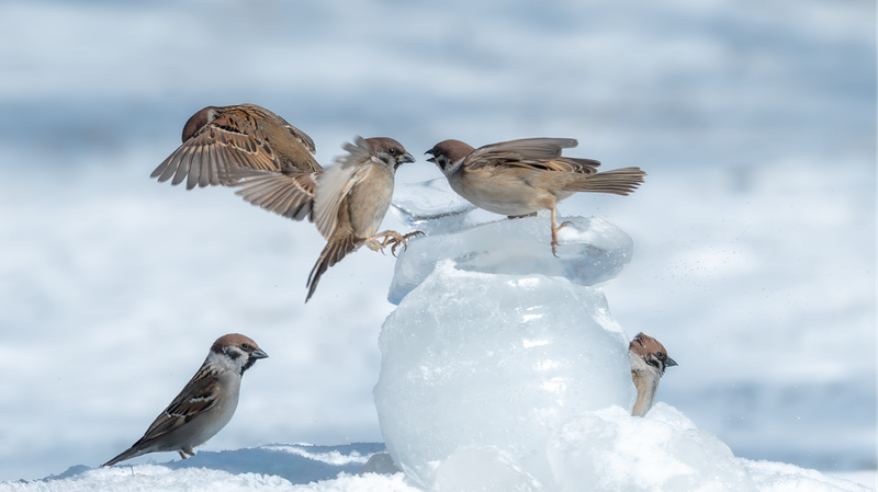 Sparrows_Frolic_in_First_Snowfall_at_Daqing_Park_in_Northeast_China - Khabar Asia Sparrows Frolic in First Snowfall at Daqing Park in Northeast China
