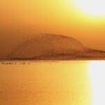 Spectacular Arrival of Siberian Cranes at China's Poyang Lake After 5,300 km Flight video poster