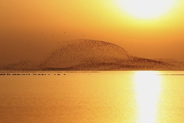 Spectacular_Arrival_of_Siberian_Cranes_at_Chinas_Poyang_Lake_After_5300_km_Flight_poster - Khabar Asia Spectacular Arrival of Siberian Cranes at China's Poyang Lake After 5,300 km Flight video poster