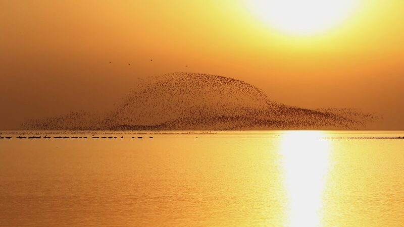 Spectacular_Arrival_of_Siberian_Cranes_at_Chinas_Poyang_Lake_After_5300_km_Flight_poster - Khabar Asia Spectacular Arrival of Siberian Cranes at China's Poyang Lake After 5,300 km Flight video poster