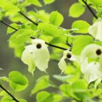 Spectacular Bloom of Chinese Dove Trees Transforms Mount Fanjing