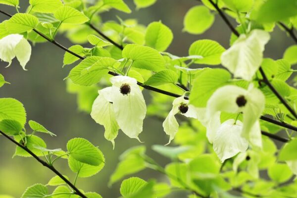 Spectacular Bloom of Chinese Dove Trees Transforms Mount Fanjing Spectacular Bloom of Chinese Dove Trees Transforms Mount Fanjing