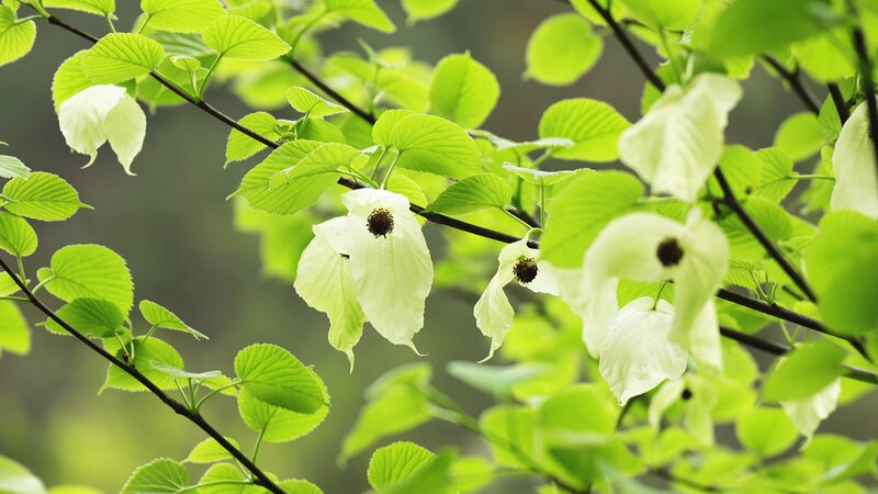 Spectacular_Bloom_of_Chinese_Dove_Trees_Transforms_Mount_Fanjing - Khabar Asia Spectacular Bloom of Chinese Dove Trees Transforms Mount Fanjing