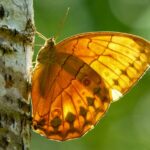 Spectacular Butterfly Emergence Transforms Yunnan's Honghe Valley