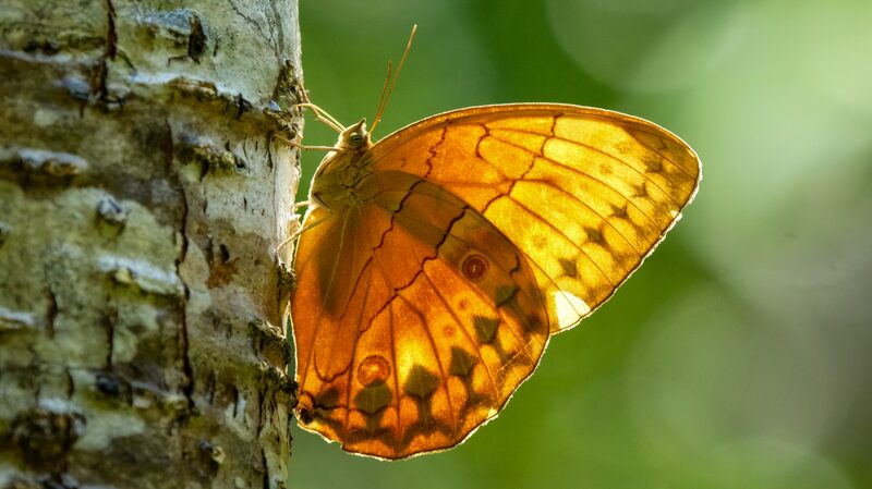 Spectacular_Butterfly_Emergence_Transforms_Yunnans_Honghe_Valley - Khabar Asia Spectacular Butterfly Emergence Transforms Yunnan's Honghe Valley