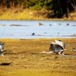 Spectacular Migratory Birds Flock to Yunnan's Lijiang Wetlands for Winter