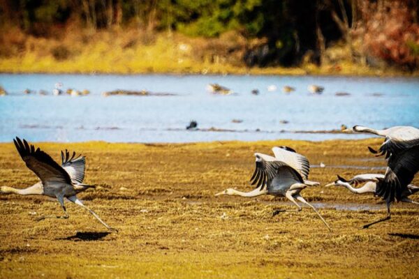 Spectacular Migratory Birds Flock to Yunnan's Lijiang Wetlands for Winter