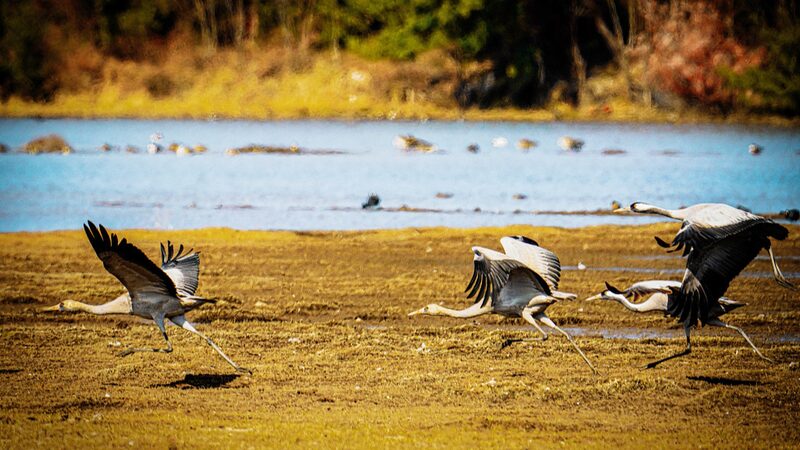 Spectacular_Migratory_Birds_Flock_to_Yunnans_Lijiang_Wetlands_for_Winter - Khabar Asia Spectacular Migratory Birds Flock to Yunnan's Lijiang Wetlands for Winter