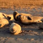 Spotted Seal Family Sunbathes in China's Liaohe River Estuary video poster