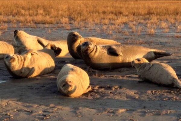 Spotted Seal Family Sunbathes in China’s Liaohe River Estuary Spotted Seal Family Sunbathes in China's Liaohe River Estuary video poster