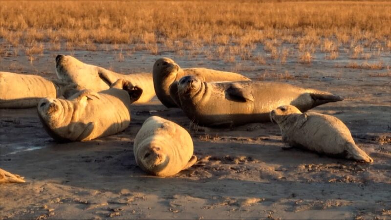 Spotted_Seal_Family_Sunbathes_in_Chinas_Liaohe_River_Estuary_poster - Khabar Asia Spotted Seal Family Sunbathes in China's Liaohe River Estuary video poster