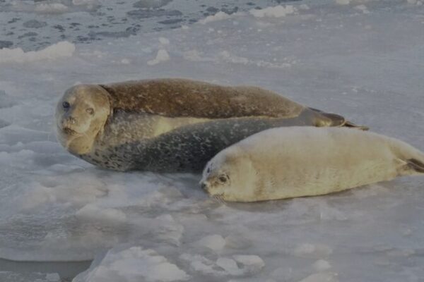 Spotted Seal Population in Liaodong Bay Sees Significant Increase video poster