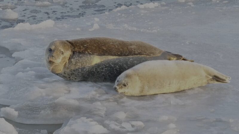Spotted_Seal_Population_in_Liaodong_Bay_Sees_Significant_Increase_poster - Khabar Asia Spotted Seal Population in Liaodong Bay Sees Significant Increase video poster