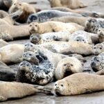 Spotted Seals Emerge from Hibernation in China's Liaodong Bay
