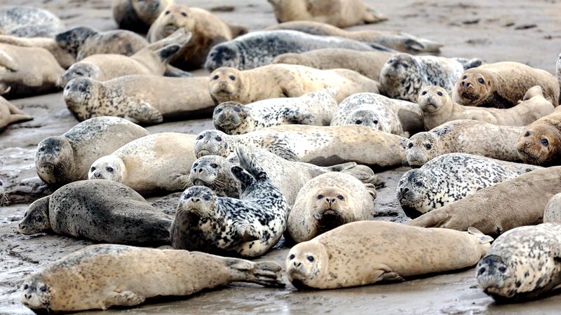 Spotted_Seals_Emerge_from_Hibernation_in_Chinas_Liaodong_Bay - Khabar Asia Spotted Seals Emerge from Hibernation in China's Liaodong Bay