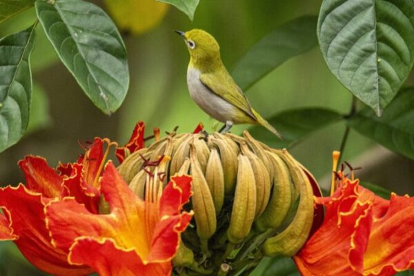 Spring Blooms: African Tulip Trees Attract Charming Birds Across Asia Spring Blooms: African Tulip Trees Attract Charming Birds Across Asia