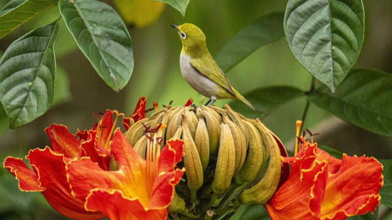 Spring_Blooms_African_Tulip_Trees_Attract_Charming_Birds_Across_Asia - Khabar Asia Spring Blooms: African Tulip Trees Attract Charming Birds Across Asia
