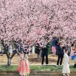 Spring Blooms: Cherry Blossoms Dazzle at Nanjing's Zhongshan Botanical Garden