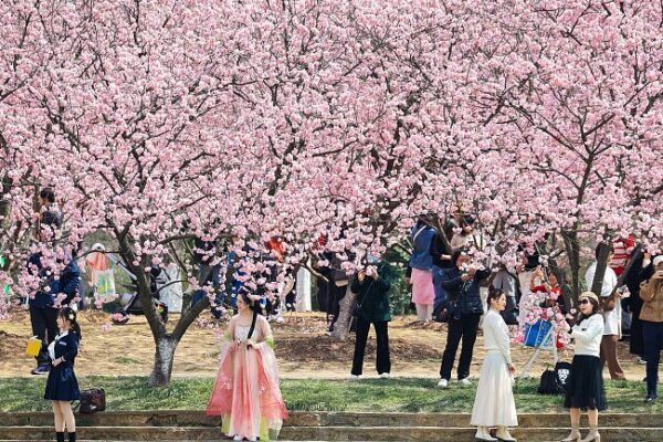 Spring Blooms: Cherry Blossoms Dazzle at Nanjing’s Zhongshan Botanical Garden Spring Blooms: Cherry Blossoms Dazzle at Nanjing's Zhongshan Botanical Garden