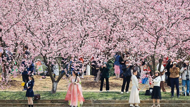 Spring_Blooms_Cherry_Blossoms_Dazzle_at_Nanjings_Zhongshan_Botanical_Garden - Khabar Asia Spring Blooms: Cherry Blossoms Dazzle at Nanjing's Zhongshan Botanical Garden