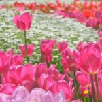 Spring_Blooms_Vibrant_Tulips_Illuminate_Istanbuls_Emirgan_Grove_poster - Khabar Asia Spring Blooms: Vibrant Tulips Illuminate Istanbul's Emirgan Grove video poster