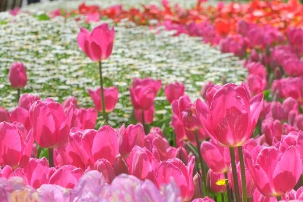 Spring Blooms: Vibrant Tulips Illuminate Istanbul’s Emirgan Grove Spring Blooms: Vibrant Tulips Illuminate Istanbul's Emirgan Grove video poster