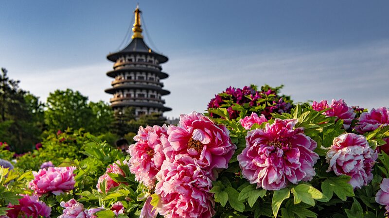 Spring_Blossoms_Across_China_Six_Must-Visit_Destinations_to_Enjoy_Natures_Beauty - Khabar Asia Spring Blossoms Across China: Six Must-Visit Destinations to Enjoy Nature's Beauty