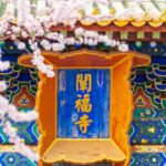 Spring Blossoms: Mountain Peach Trees Bloom in Beijing's Beihai Park