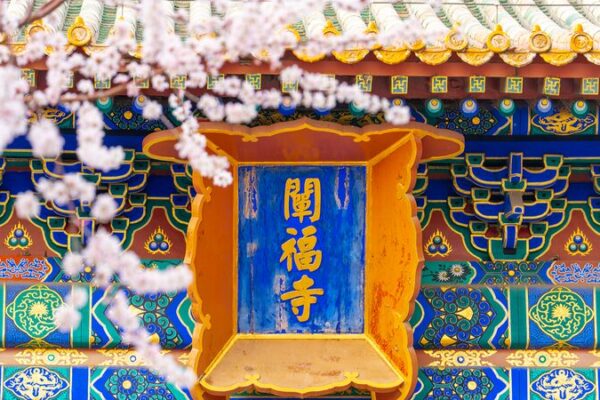Spring Blossoms: Mountain Peach Trees Bloom in Beijing's Beihai Park