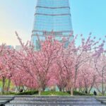 Spring Blossoms Transform Beijing's Concrete Jungle