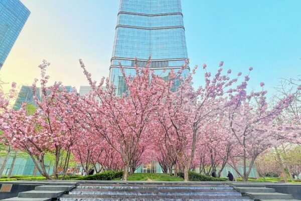 Spring Blossoms Transform Beijing’s Concrete Jungle Spring Blossoms Transform Beijing's Concrete Jungle