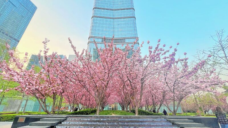 Spring Blossoms Transform Beijing's Concrete Jungle