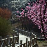 Spring Blossoms Turn Beijing's Xiangshan Park into a Vibrant Oasis video poster