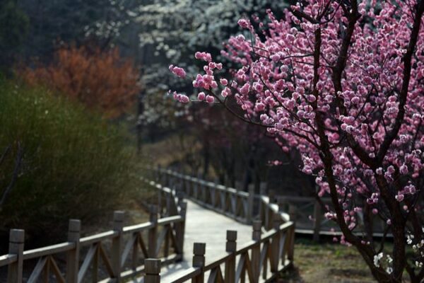 Spring Blossoms Turn Beijing’s Xiangshan Park into a Vibrant Oasis Spring Blossoms Turn Beijing's Xiangshan Park into a Vibrant Oasis video poster