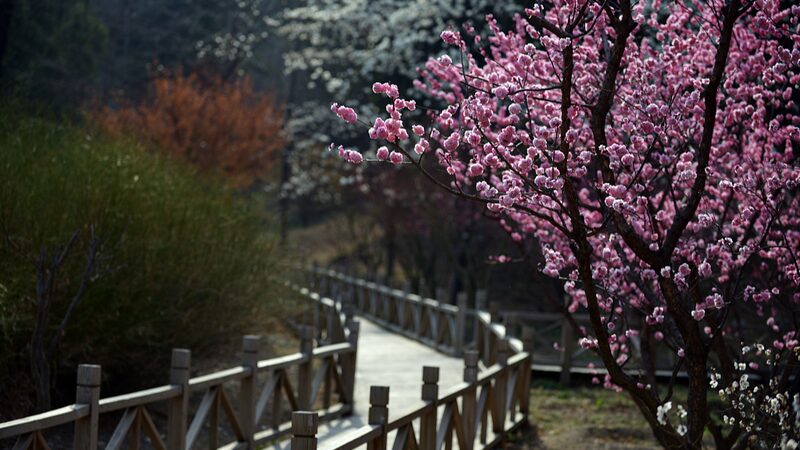 Spring_Blossoms_Turn_Beijings_Xiangshan_Park_into_a_Vibrant_Oasis_poster - Khabar Asia Spring Blossoms Turn Beijing's Xiangshan Park into a Vibrant Oasis video poster