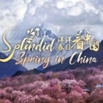 Spring Blossoms in China's Xizang Region Attract Tourists Nationwide video poster