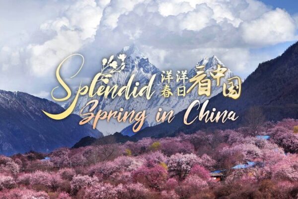Spring Blossoms in China’s Xizang Region Attract Tourists Nationwide Spring Blossoms in China's Xizang Region Attract Tourists Nationwide video poster