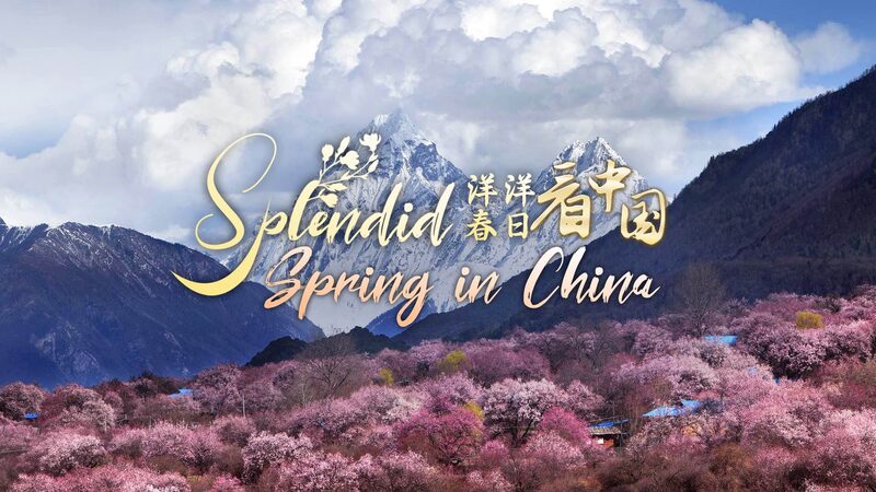 Spring_Blossoms_in_Chinas_Xizang_Region_Attract_Tourists_Nationwide_poster - Khabar Asia Spring Blossoms in China's Xizang Region Attract Tourists Nationwide video poster