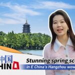 Spring Blossoms in Hangzhou's Ancient Towns Delight Tourists video poster