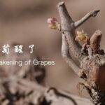 Spring Ritual: Waking the Grapes at China's Helan Mountains video poster
