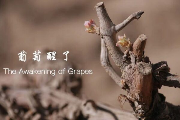 Spring Ritual: Waking the Grapes at China’s Helan Mountains Spring Ritual: Waking the Grapes at China's Helan Mountains video poster