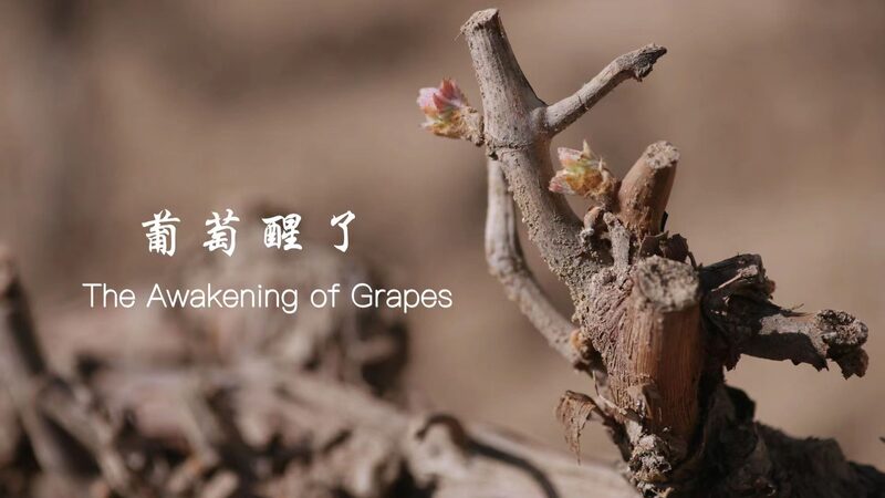 Spring_Ritual_Waking_the_Grapes_at_Chinas_Helan_Mountains_poster - Khabar Asia Spring Ritual: Waking the Grapes at China's Helan Mountains video poster