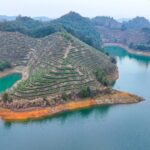 Spring Tea Harvest Begins at Qiandao Lake in Hangzhou