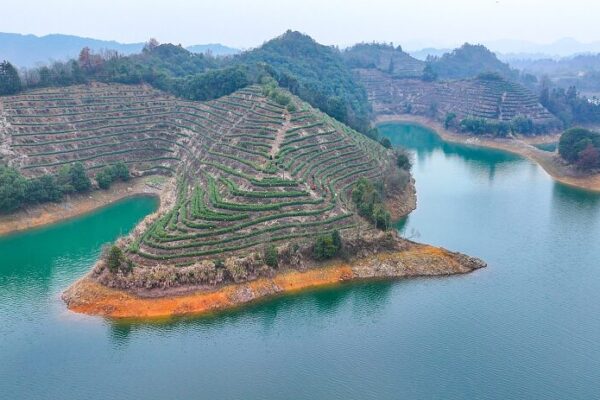 Spring Tea Harvest Begins at Qiandao Lake in Hangzhou