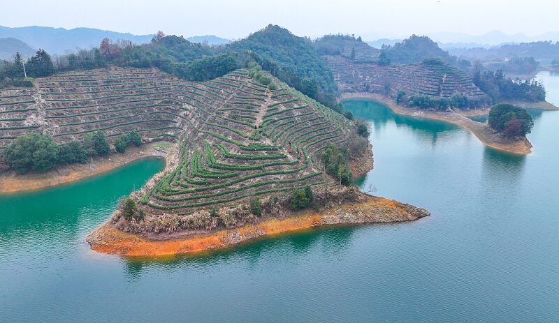 Spring Tea Harvest Begins at Qiandao Lake in Hangzhou